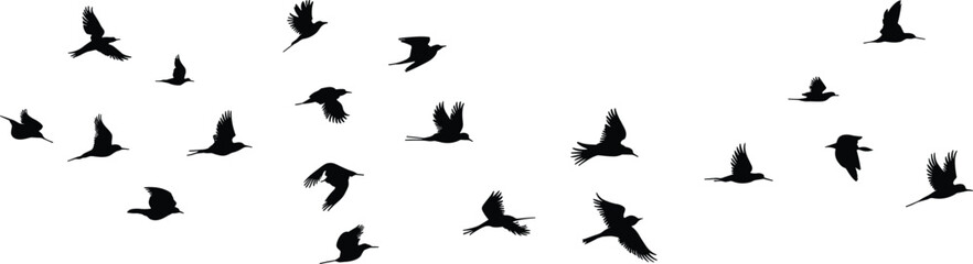 Obraz premium Flying birds flock silhouette in different wing positions, black vector illustration of birds in motion, wildlife nature scene isolated on white background