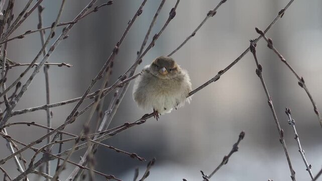 Fluffed Juvenile House Sparrow Resting on Leafless Winter Branches