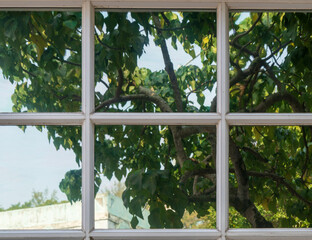 Close Up View of White Window Frame Reflecting Green Trees and Nature Outside
