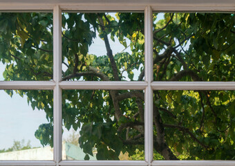 Close Up View of White Window Frame Reflecting Green Trees and Nature Outside