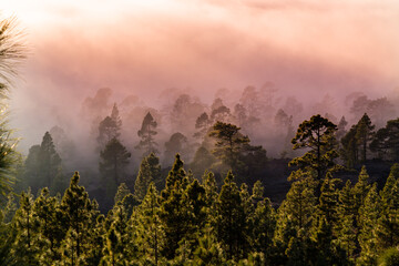 Fototapeta premium Beautiful pine tree forest and mist raising up in the Teide Tenerife National Park in early summer