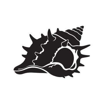 Rock shell black glyph icon. Exotic seashell, conchology silhouette symbol on white space. Astraea phoebia.