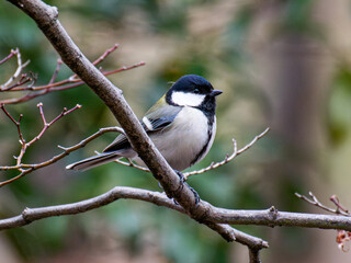 Fototapeta premium シジュウカラ