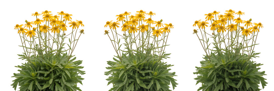 Vibrant yellow sneezeweed daisy flowers with green foliage isolated on white background, clump of Helenium autumnale