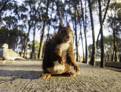 Squirrel eating in the forest