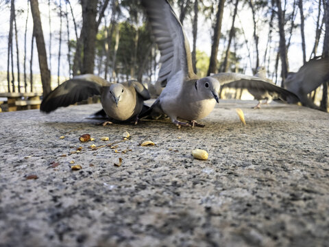 Pigeons eating peanuts
