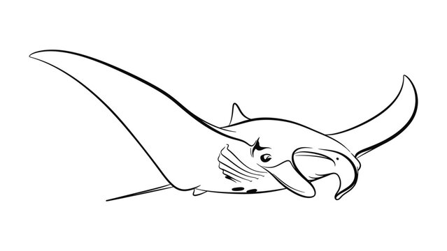Elegant Silhouette: An artistic line drawing of a majestic manta ray, gliding gracefully through the ocean depths. A captivating monochrome depiction of marine beauty.