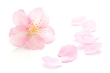 桜 花びら ピンク 春 白 背景