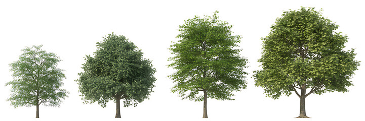 Set of Four Lush Green Trees with Diverse Canopy Shapes for Landscape Architecture