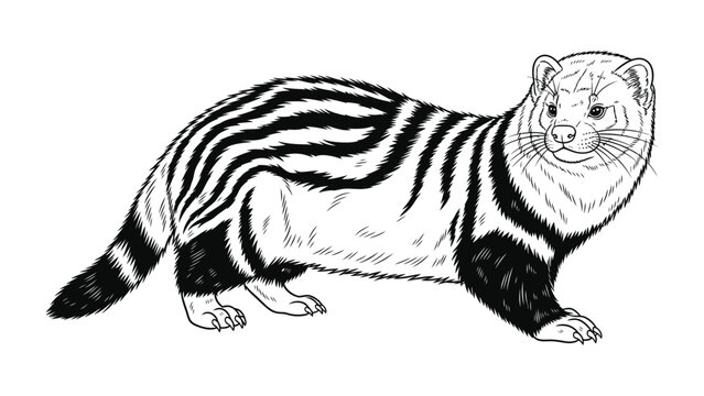 Striped Polecat Illustration: A detailed black and white illustration of a striped polecat, showcasing its unique markings and curious gaze, bringing a sense of wild beauty to the forefront.