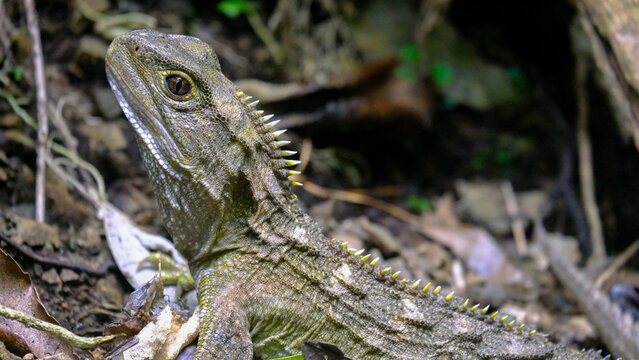 Tuatara Sphenodon reptile extant lineage of Rhynchocephalia with head out of burrow in Wellington New Zealand Aotearoa