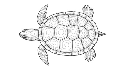 Fototapeta premium Turtle's Contour: An artistic black and white illustration of a turtle from a high angle view.
