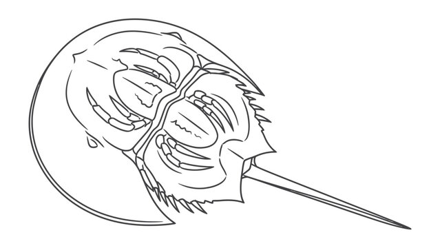Ancient Mariner: A detailed line drawing of a horseshoe crab showcases the intricate exoskeleton structure of this prehistoric marine invertebrate.