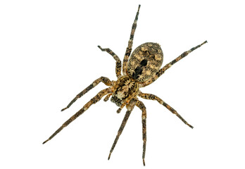 Not AI-generated. false wolf spider - Zoropsis spinimana. biting humans and causing symptoms...