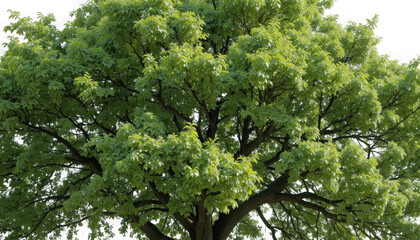 Fototapeta premium Detailed close up view of the dense vibrant green foliage and sturdy brown branches of a large mature deciduous tree on transparent background