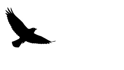 Exploring the psychology of flight and freedom through the silhouette of a soaring bird, a powerful symbol of liberation and aspiration in nature