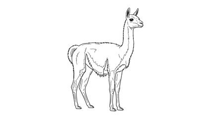 Obraz premium Llama Line Art: A sleek, minimalistic line drawing of a majestic llama, exuding an air of gentle curiosity and grace.