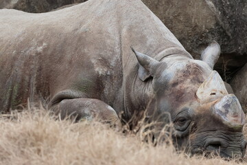 Naklejka premium ヒガシクロサイ