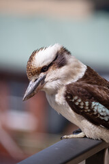 Kookaburra (Dacelo novaeguineae) sitting on a balcony rail
