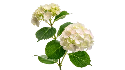 Fotobehang Hortensia White hydrangea flowers on a green stem with leaves isolated on transparent background  © Hanna