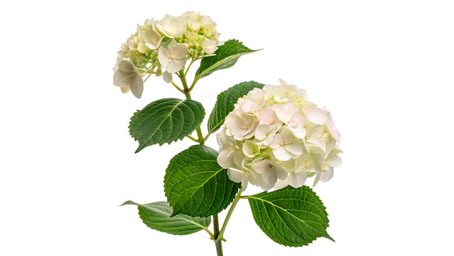 White hydrangea flowers on a green stem with leaves isolated on transparent background