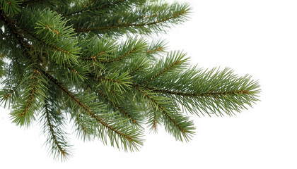 Detailed closeup view of vibrant green pine tree branches featuring dense needles and natural texture on transparent background