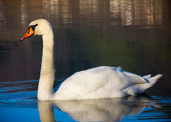Mute swan (Cygnus olor) swimming gracefully on calm water with soft golden light and gentle water ripples. © Dan