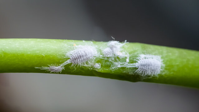 Close-up of a mealybug infestation on a green plant stem, showing white, waxy, sap-sucking pests (Pseudococcidae family) causing potential damage to the plant.