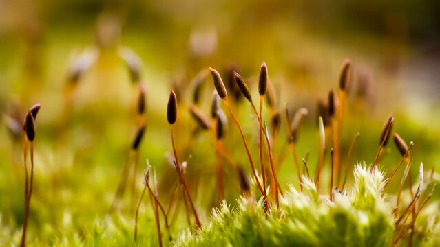 Macro shot of moss sporophytes with slender red stalks and brown capsules. Vibrant green forest floor background with soft bokeh, highlighting delicate natural textures and growth.