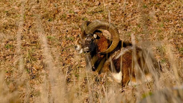 Close-up of adult male mouflon resting and chewing grass, partially hidden by dry grass