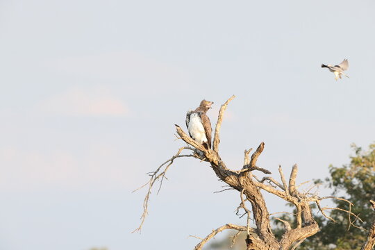 Martial eagle (Polemaetus bellicosus) fighting with black-winged kite (Elanus caeruleus caeruleus) in Kruger National Park, South Africa.