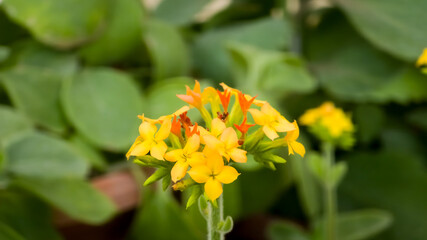 Fototapeta premium Close-up of vibrant yellow and orange Kalanchoe flowers in bloom. Soft-focus green leaves provide a natural, lush background. Perfect for nature, gardening and floral photography themes.