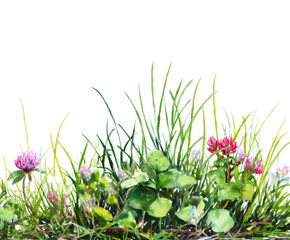 Watercolor Painting of Green Grass and Pink Clover Flowers on Black file (203 isolated on a transparent background