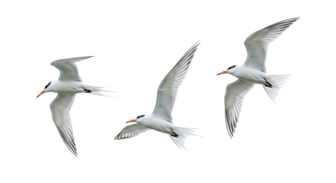 three elegant white terns in dynamic mid-flight poses, brilliant white plumage and dark orange beaks highlighted by soft shadowless lighting against a clean studio background. graceful wildlife