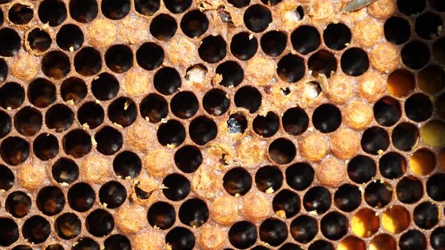 The result of the defeat of the bee mite Varroa.
The bee is already infected with Varroa mites in the queen cell. She does not have enough strength to exit it. 
