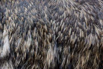 background pattern gray ostrich feathers	
