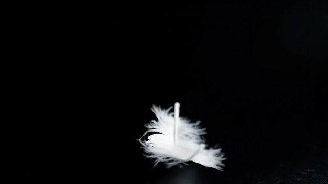 White feather floats gracefully against a dark backdrop in studio
