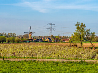 Fototapeta premium Traditional Dutch windmill 'De Drie Waaien' by blooming orchard under clear sky