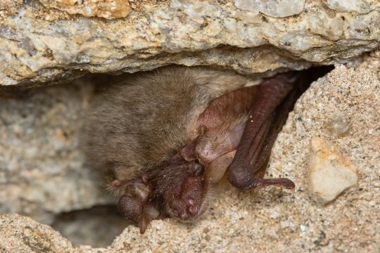 The grey long-eared bat (Plecotus austriacus) winter sleeping bat in a cellar