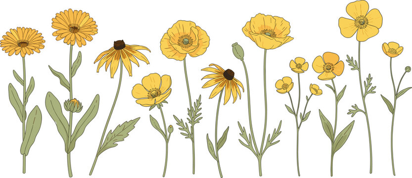 Horizontal border of hand drawn yellow wildflowers featuring poppies black eyed susans and daisies in a sketch vector style isolated on white background.