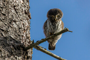Obraz premium Sperlingskauz (Glaucidium passerinum)