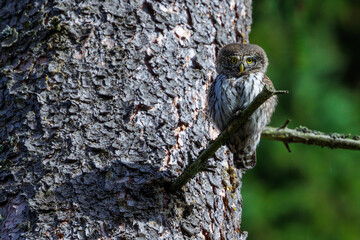 Obraz premium Sperlingskauz (Glaucidium passerinum)