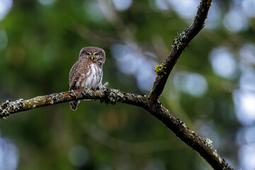 Sperlingskauz (Glaucidium passerinum)