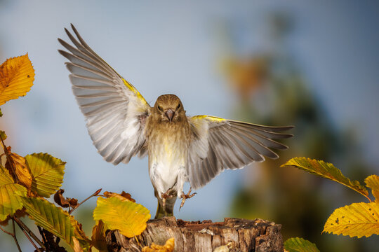 Gr&uuml;nfink (Carduelis chloris)