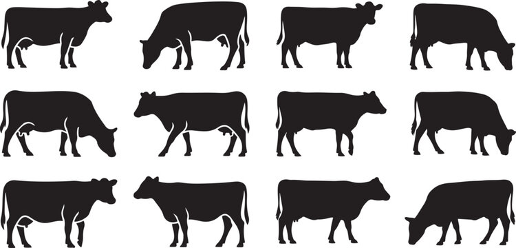 Set of Cow silhouettes in diverse positions, ideal for farm, dairy, beef advertisements and educational graphics. Silhouette vector icon illustration with white background