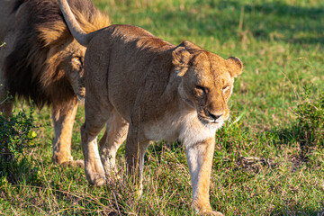 Fototapeta premium Two lion. Loving couple. Lions in the savannah. Masai Mara, Kenya