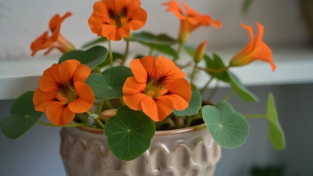 Close-up shot of beautiful orange nasturtium flowers in a pot, elegant simplicity and vibrant color