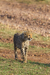Fototapeta premium Young cat cheetah near tree. Masai Mara, Kenya
