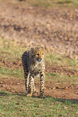 Obraz premium Young cat cheetah near tree. Masai Mara, Kenya
