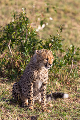Fototapeta premium Young cat cheetah near tree. Masai Mara, Kenya